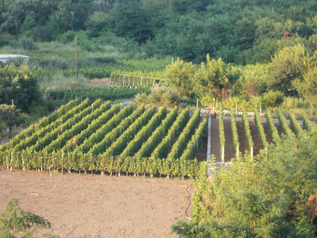 Guesthouse Feel Lake Virpazar Exterior foto
